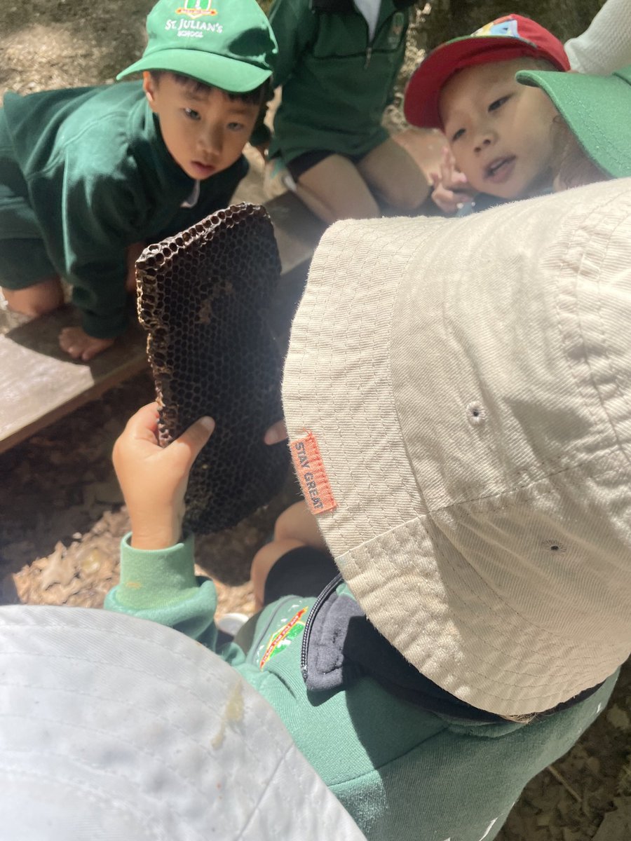 Reception classes enjoyed visiting @TapadadeMafra earlier in the week, spotting lots of wild deer and boar! They have been reading ‘The Boy Who Lost His Bumble’ by @TrudiEsberger so loved learning about honeybees there too!🐝 #StJuliansFoundation #TheJoyofLearning @StJuliansPrim