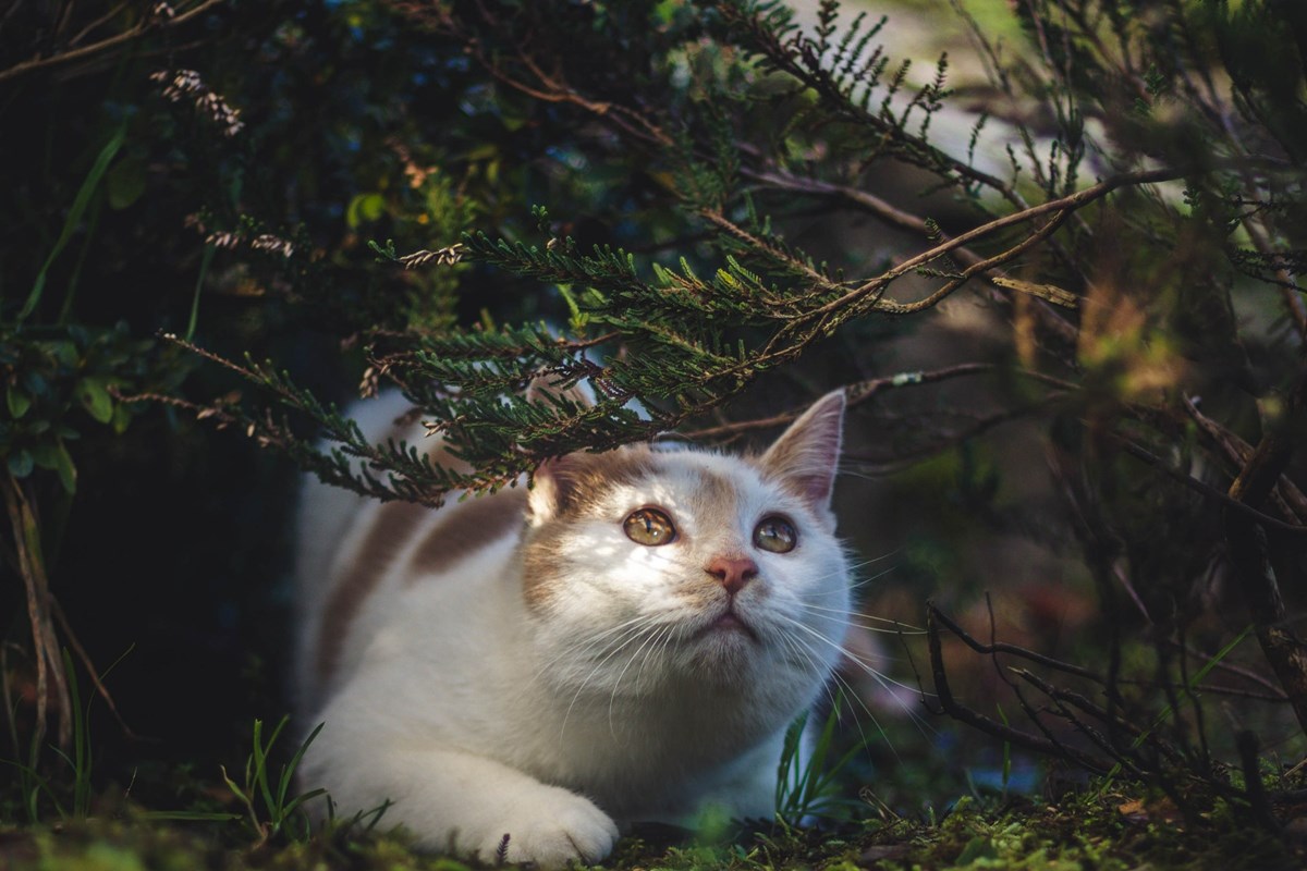 Het voederen van zwerfkatten lijkt nobel, maar in werkelijkheid kan het leiden tot overlast voor de buurt. Maar wat kun je dan wél doen om de dieren te helpen? #Aalter ow.ly/AoWO50OkbE3