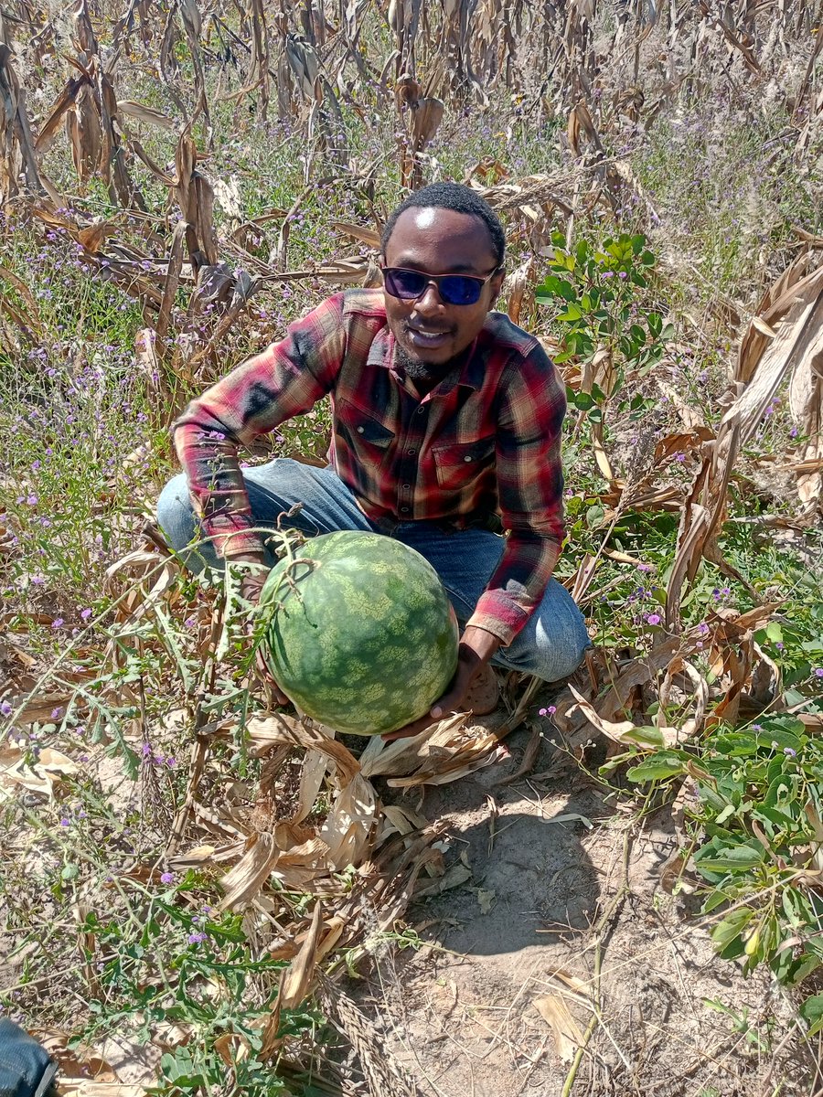 chesilachester's tweet image. Field works. #melon Phenotyping. Thanks #GOBABEB for the #SASSCAL-#FRAMe project.