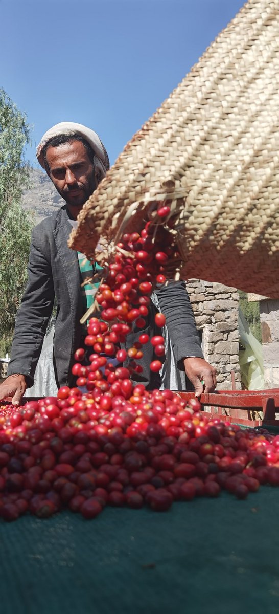 MagdalenaMB98's tweet photo. Originally the #primary #mode of #travel was by #camel 🐪, but later, this #Arabic Coffee was named after the #MokhaPort which is on the #coast of the #RedSea, from which these were eventually shipped. By 1650, #coffee became #popular in #Europe, expanding in coffee businesses. https://t.co/F9JOkCmy1D