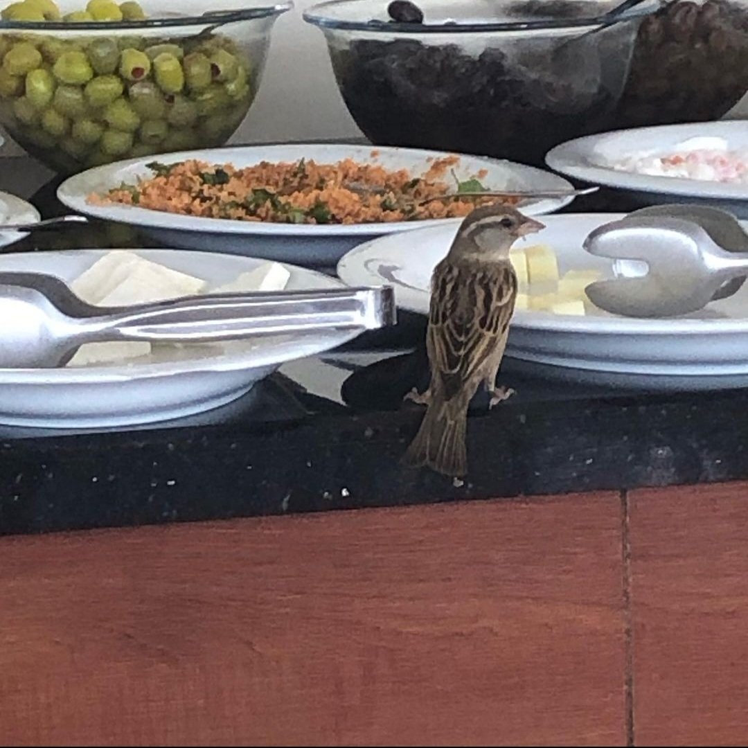 Morning tweet...caught a hotel intruder grabbing an early breakfast.

#birdlife #sparrow #snitchingonabird #singlikeacanary #Turkey #Turkishbreakfast