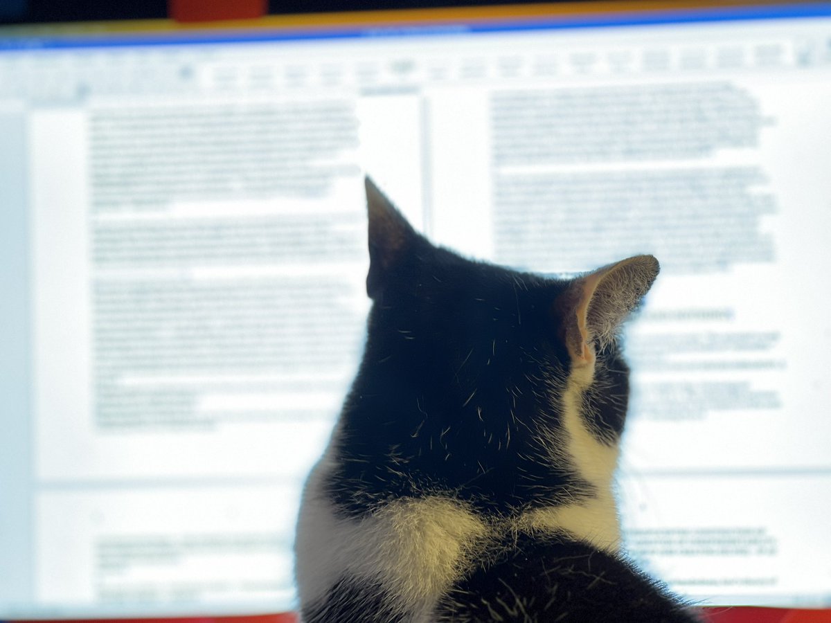 The Postmodern Cat tweet media