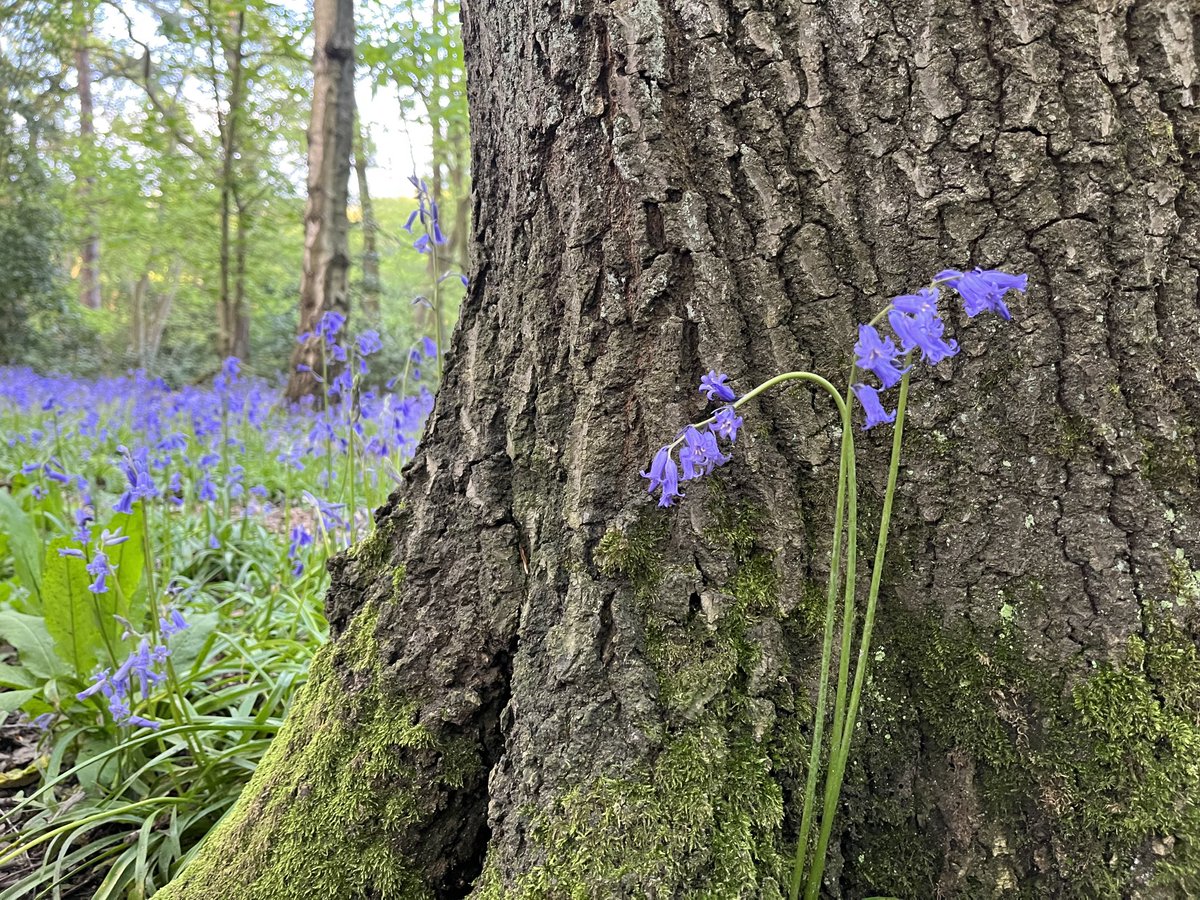 Just a reminder, in case you haven’t been in a woodland for a week or two, that it’s bluebell time and there’s loads in woodlands around Leeds #loveparks ⁦@LeedsParks⁩ ⁦@loveleedsparks⁩