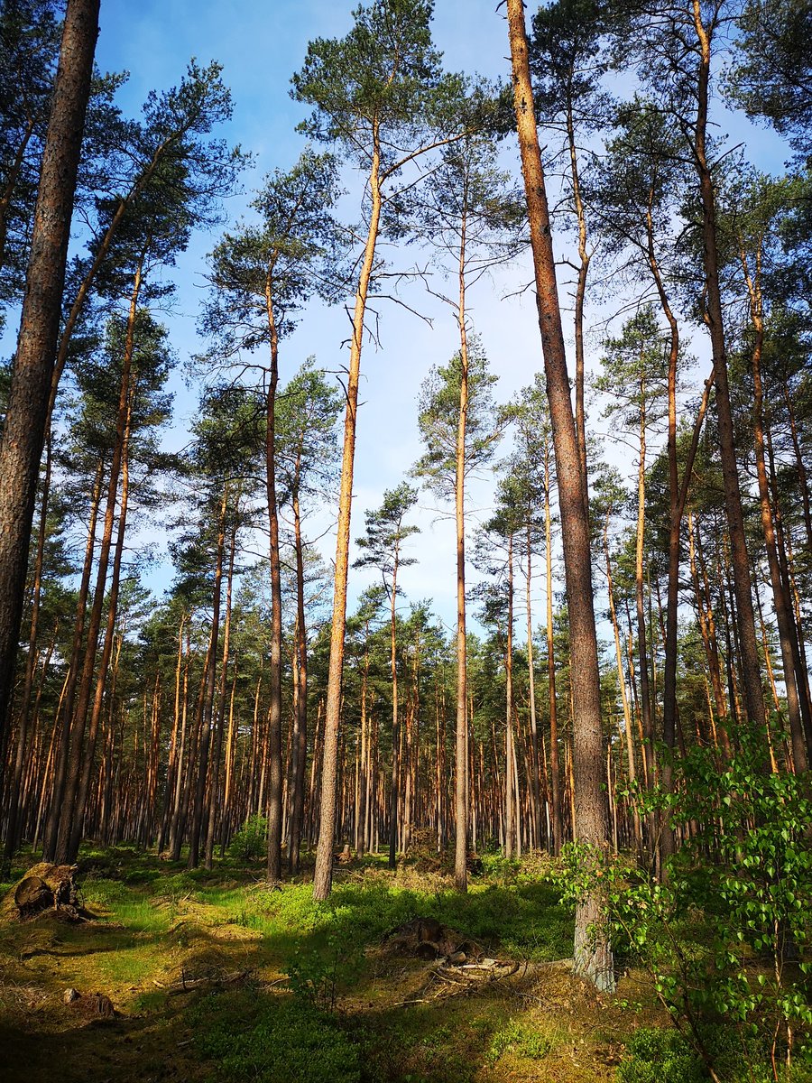 efiresilience's tweet photo. 🔥🌳Ein wunderbarer Tag um über #Waldbrand, #Prävention & #Waldumbau zu diskutieren. Außerdem schauen wir uns Brandflächen von 1975 & 2019 an.Die #Exkursion findet im Rahmen der @FNR_eV Fachtagung statt,organisiert von #WKR &Projektpartnern #Demosite #Bernstorff #BetterTogether https://t.co/xNtRNB6fRZ