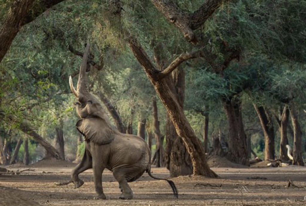 advocatemahere's tweet photo. 🟡The purpose of making Mana Pools a World Heritage Site is to protect it & prohibit the commercial, exploitative, oil-seeking conduct that’s being proposed. Section 73 of the Constitution requires the State to preserve the natural environment & ban such activity! #SaveManaPools https://t.co/bwPdG8VJ2Y