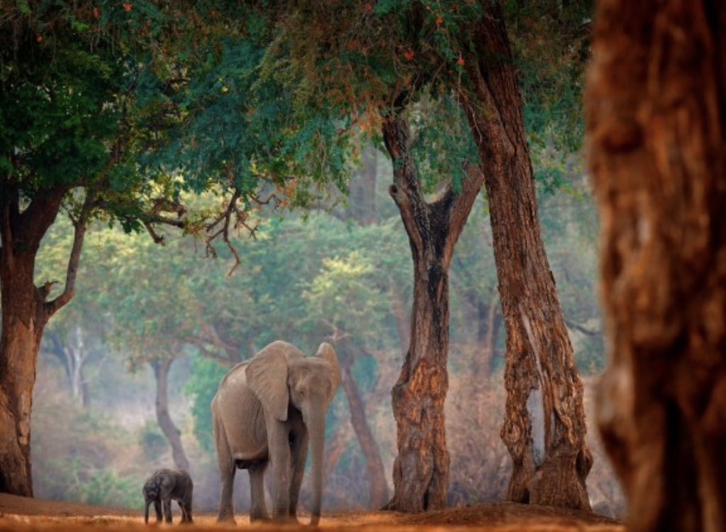advocatemahere's tweet photo. 🟡The purpose of making Mana Pools a World Heritage Site is to protect it & prohibit the commercial, exploitative, oil-seeking conduct that’s being proposed. Section 73 of the Constitution requires the State to preserve the natural environment & ban such activity! #SaveManaPools https://t.co/bwPdG8VJ2Y