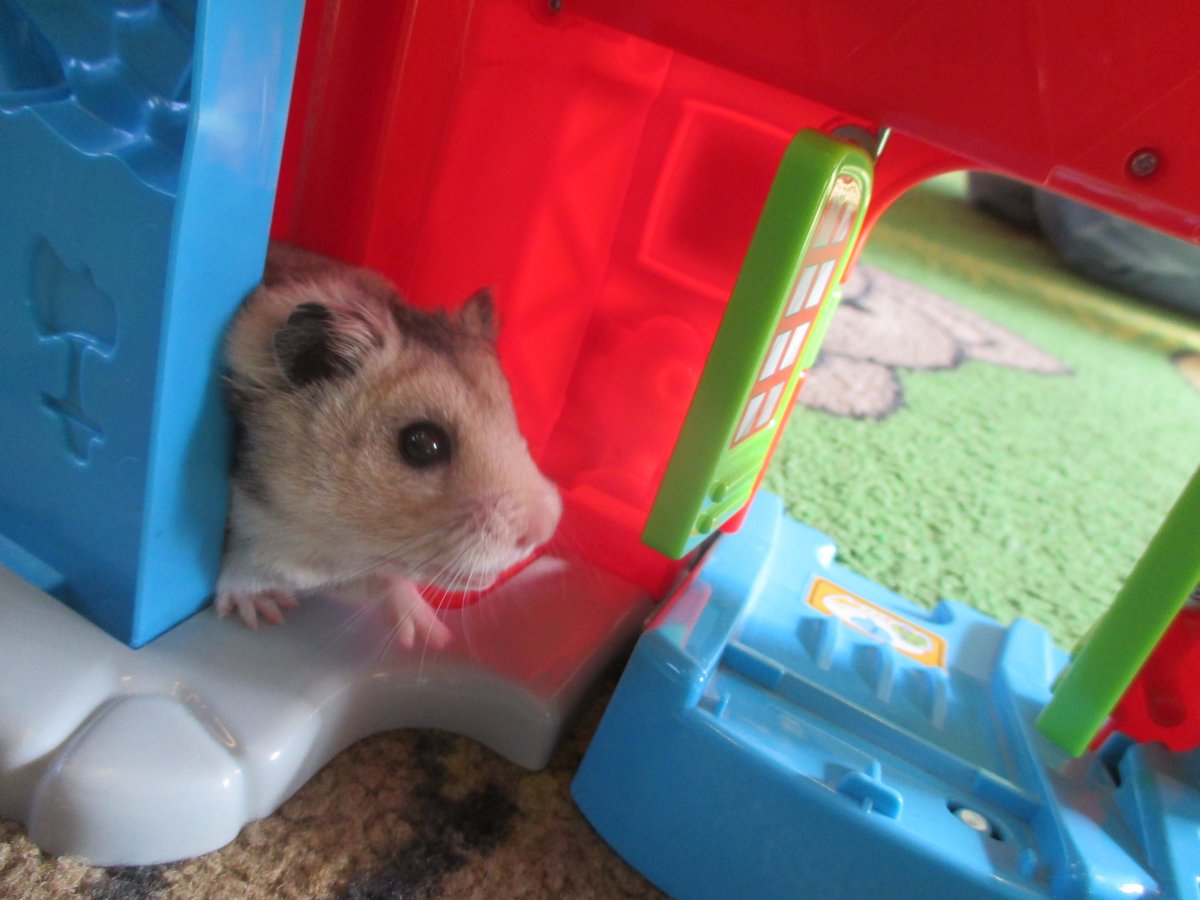 PerryfieldsS's tweet photo. Our hamster Joanne was helping to set up the toys this morning! https://t.co/UuwIsEs4mC