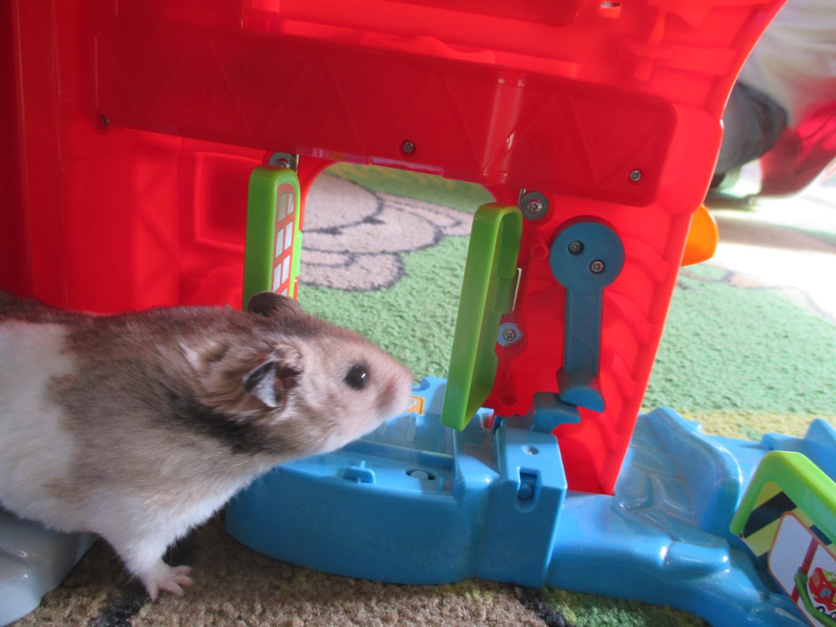 PerryfieldsS's tweet photo. Our hamster Joanne was helping to set up the toys this morning! https://t.co/UuwIsEs4mC