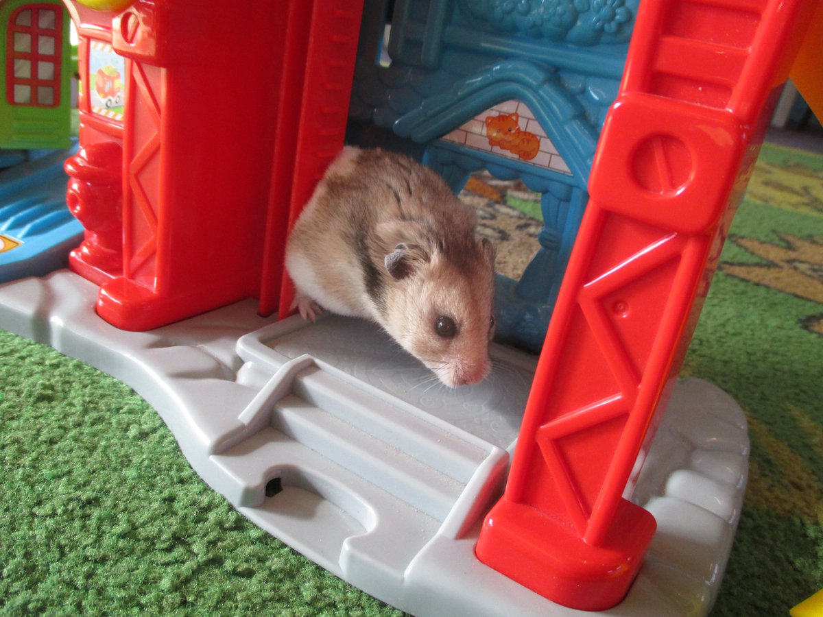 PerryfieldsS's tweet photo. Our hamster Joanne was helping to set up the toys this morning! https://t.co/UuwIsEs4mC