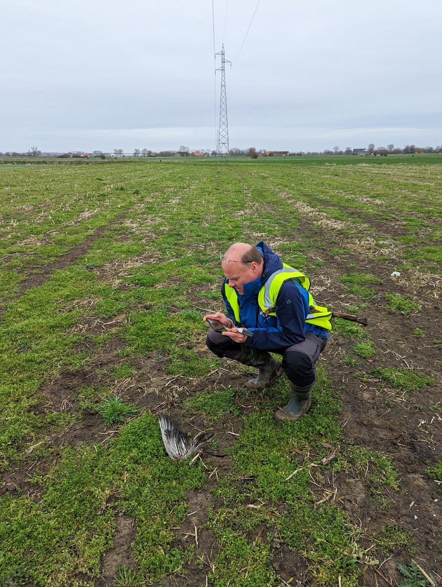 SafeLines4Birds's tweet photo. 3 victims of collision with #powerlines - Eurasian Curlews &amp; Northern Lapwing - found by our partners @EDM_Colorado  &amp; @MijnNatuurpunt in Belgium🇧🇪😮 
 🎉 Good news, they are both targeted within #SL4B to reduce their collision risk 🦅 
Follow us to be updated on the results 👩‍💻 https://t.co/qRb0WeCOdj