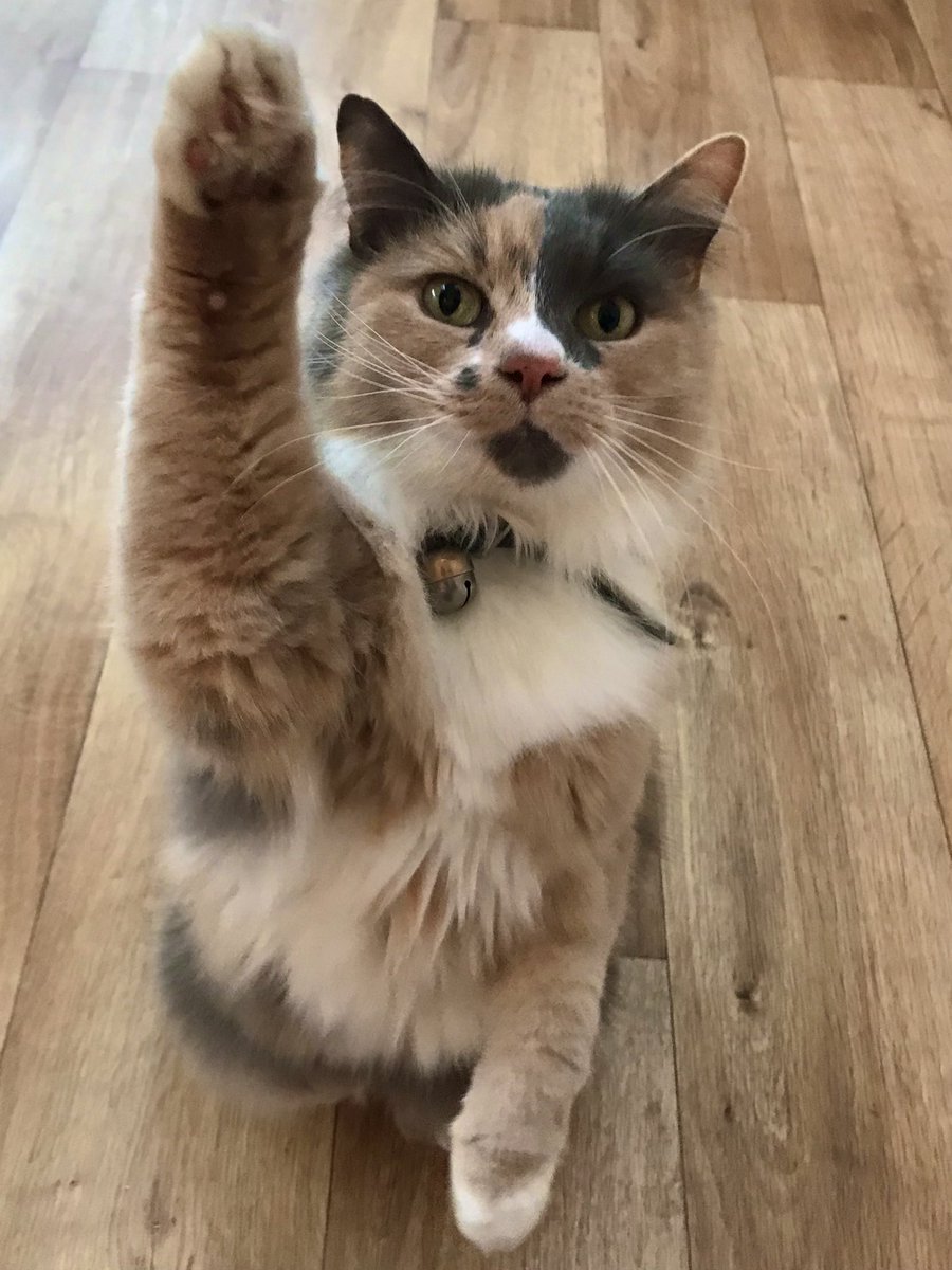 Katylisawood's tweet photo. @PickliciousF If you’re happy and you know it raise your paw 🐾 https://t.co/v4BHHu0gFn