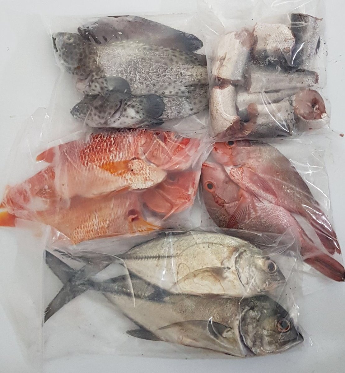detunefishing's tweet photo. Reyge thaaza stock. 
Ginimas pack 50rf (2 mas)
Tholhi pack 60rf (3 tholhi) 
Raiverimas pack 80rf (2 mas) 
Handhi pack 100rf (2mas) 
Faana pack 100rf. (3mas) 
Raimas medium size 100-200rf
Raimas bodethi size 200rf -300rf https://t.co/Wx0HVV6UvE
