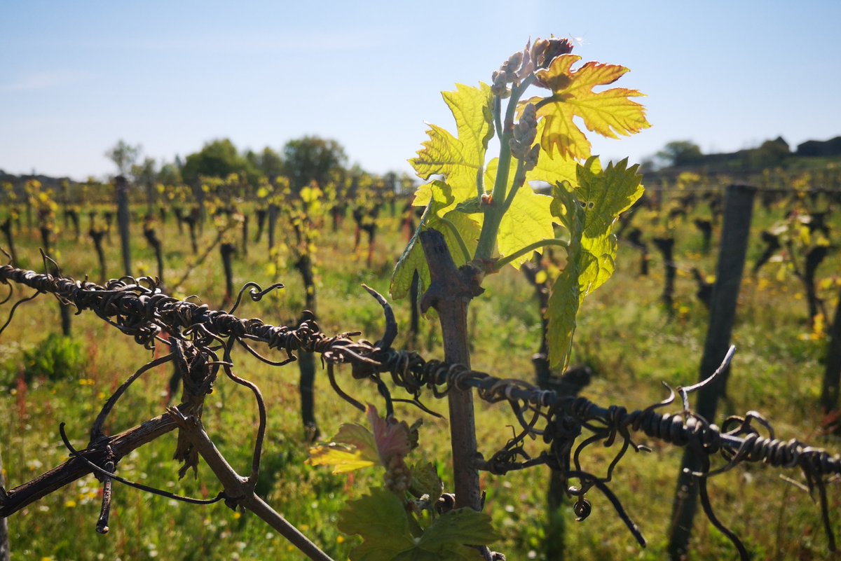 📢Offre de #thèse à SAVE / <a href="/univbordeaux/">Université de Bordeaux</a>  pour travailler en #agroécologie et sur le #mildioudelavigne ! <a href="/PacoDelmotte/">François Delmotte</a> sera votre encadrant et vous intégrerez l'équipe "Gestion durable des maladies de la vigne". Retrouvez toutes les infos nécessaires ici: bit.ly/3BcS9qR