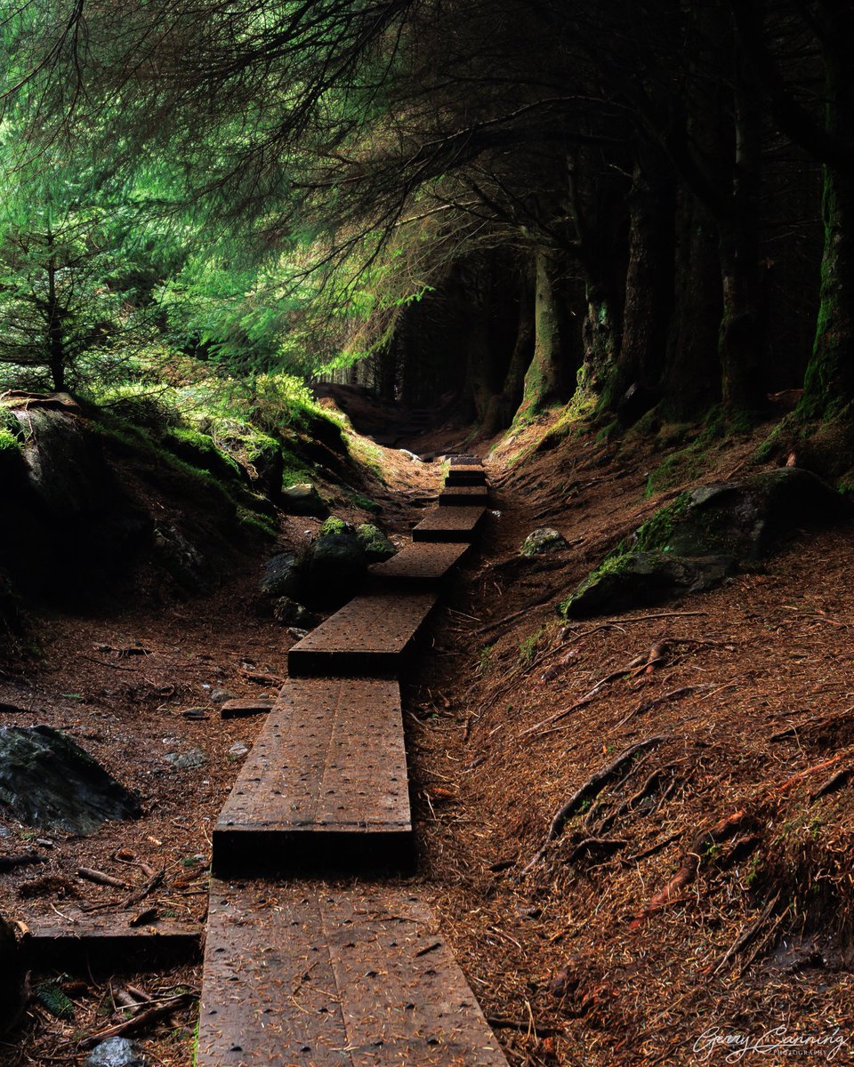 The boardwalk, Ballinastoe Woods.

This is one of those places that lives up to expectations, as does Wicklow in general. Another bucket list shot ticked off.

 #ballinastoewoods #wicklow #lovewicklow #boardwalk #forest #thefullirish #canonr6 #canonphotography #canon1740