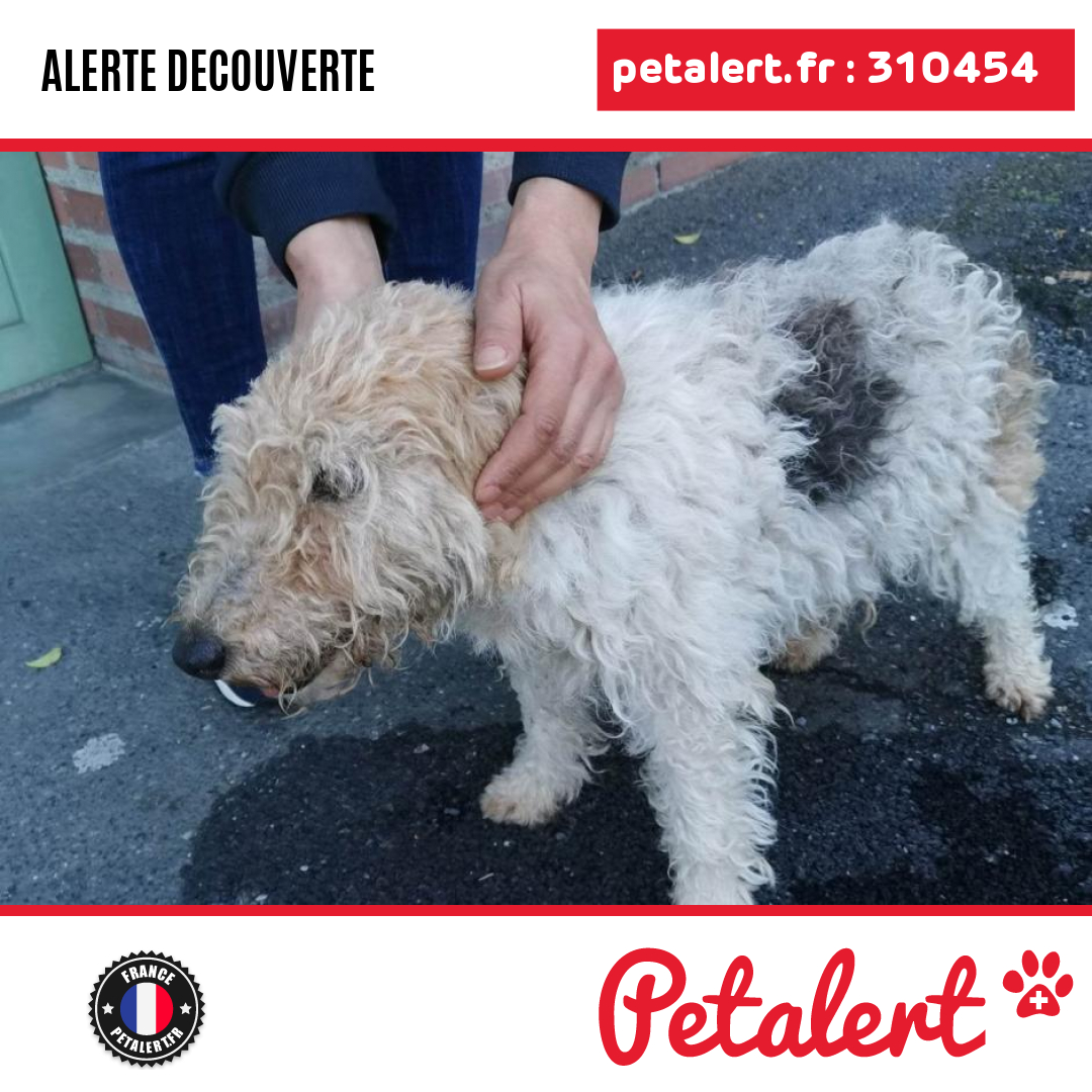 petalert_france's tweet photo. Trouvé #Chien #Tarn #Albi #Petalert #PetAlert81 / https://t.co/qqutUDYTOZ https://t.co/YydcgK1X8T