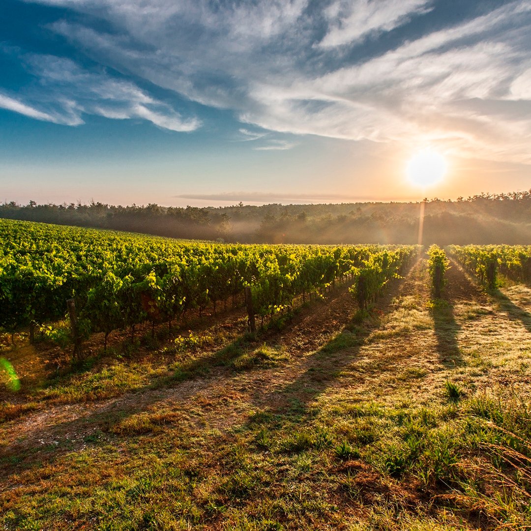 🍇Una ruta del vino siempre es un gran plan para un día de fin de semana, y mucho mejor si la ruta es a través de un maravilloso paisaje como el de la Rioja Alavesa.

#comerciolocal #consumelocalmente #comercioÁlava