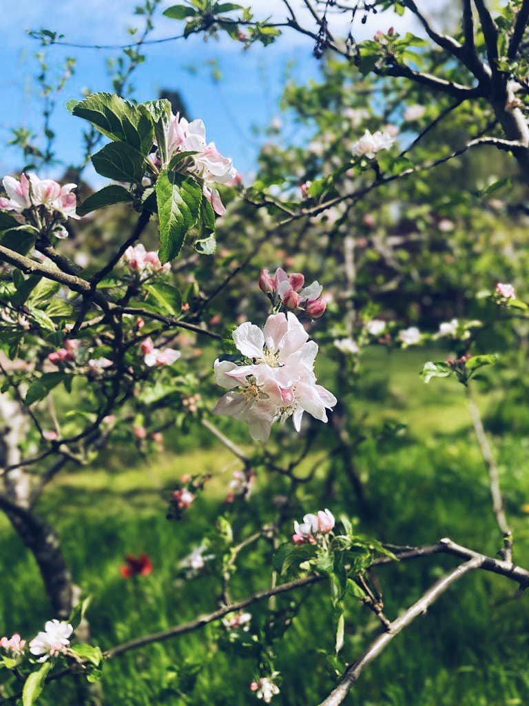 Felt like a Summer’s day 🌺 #garden #gardening #gardentools #gardentool #gardenjobs #gardenersofinstagram #gardengram #gardenersofig #gardenersofinsta #gardenlife #gardendesign #gardenphoto #gardenphotography #picoftheday #foryou #foryoupage