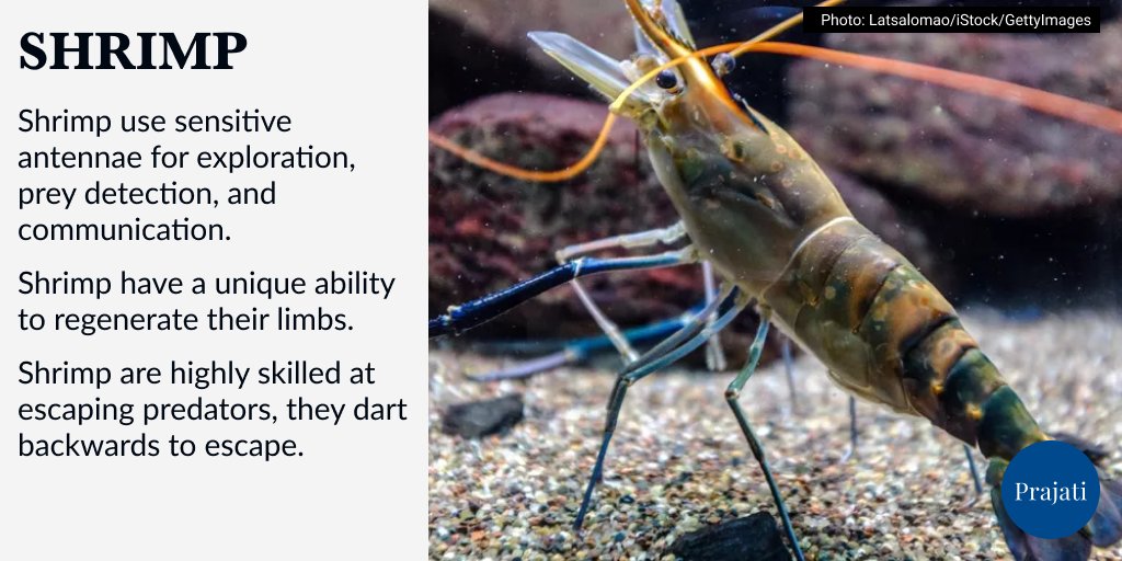 WePrajati's tweet image. Shrimp possess incredible adaptability, thriving in diverse environments such as freshwater, saltwater, and extreme conditions like hydrothermal vents and brine pools.

#shrimp #shrimps #shrimpfishing #fishing #photography #marinelife