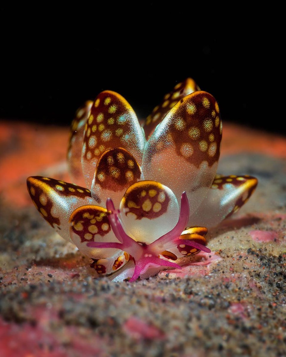 PADI's tweet image. If you could design your own nudibranch with any colors and patterns, what would it look like? 🎨🌈 Share your dream nudibranch designs in the comments below! 😅🐛

📸 IG 'seaslugs_n_stargazers'