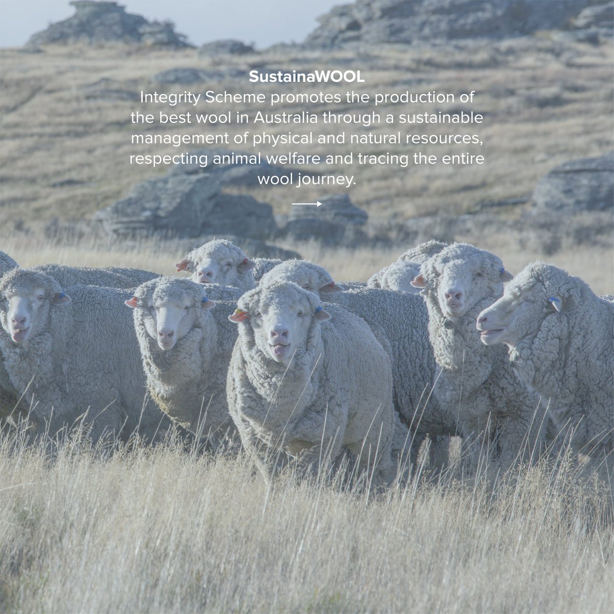 Reda1865's tweet photo. Creating fabrics of excellence, using carefully selected raw materials is a commitment that at Reda involves the entire production process and is  consolidated through the achievement of authoritative certifications in the field of sustainability: https://t.co/6CAOIl6aZh https://t.co/X7yT6Aaq9k