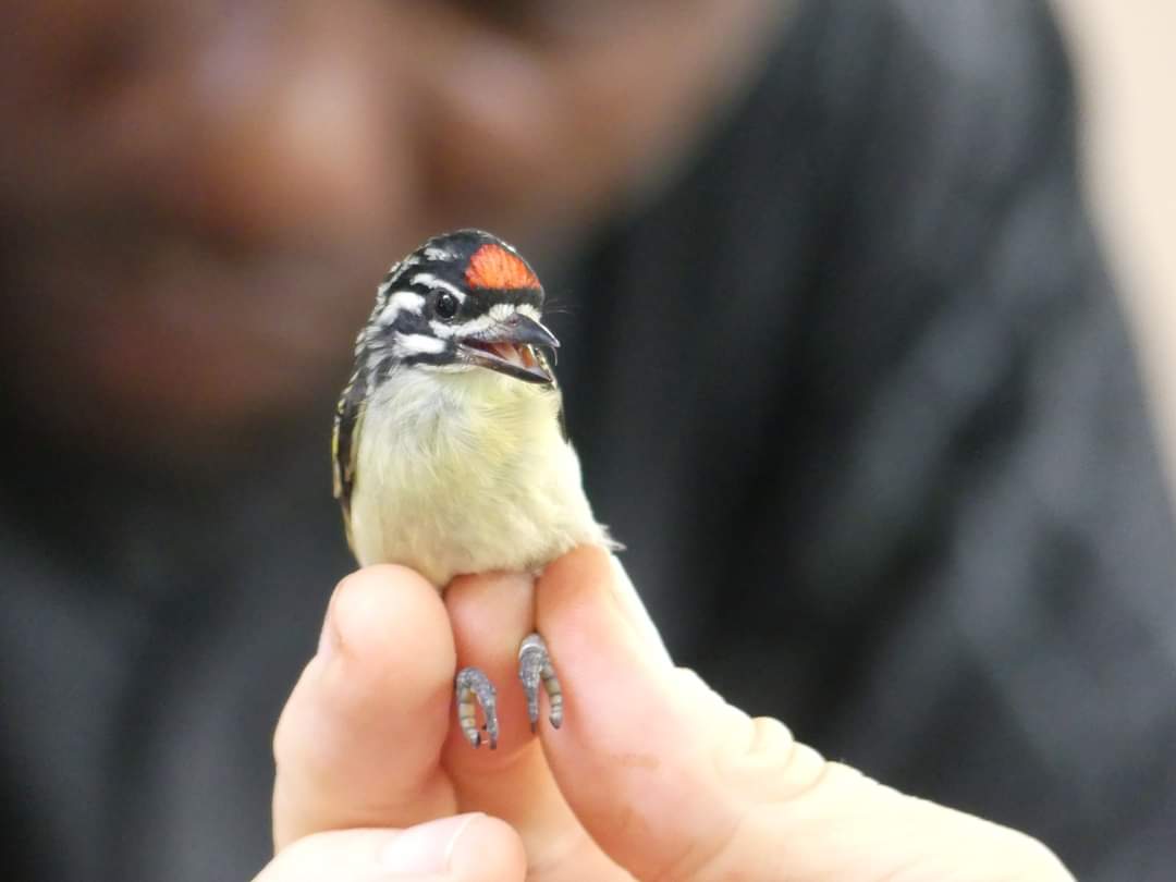 It's #WildWednesday and we are featuring the work of Watamu's community conservation groups.
A Rocha Kenya has many facets to its programs, seen here just one, birdringing for protection of - birds. This helps establish the species; population fluctuations, and flight routes