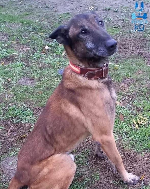 Titán🐕‍🦺 tiene 6 años, acaba de jubilarse y está buscando familia💙

Es leal y protector pero también inseguro cuando se relaciona con otros perros🐶 y mejor que no conviva con gatos🐱

¿Te interesa este perrete?⬇
adoptak9.es/fichas-adopcio…

#AdoptaUnJubilado 
#WeLoveAnimals