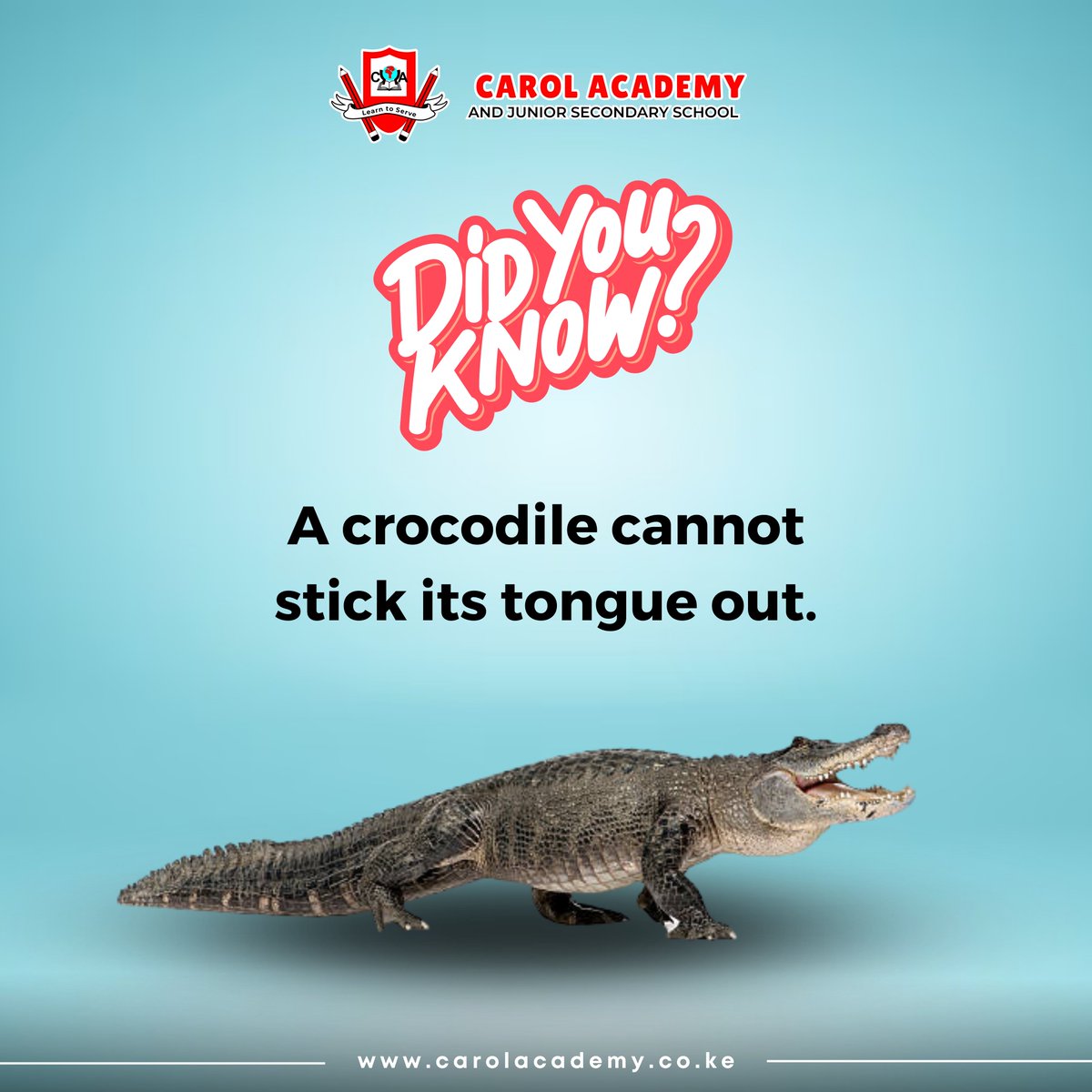 Did you know that a crocodile cannot stick its tongue out😲? Expand your knowledge and discover new insights with us!
#didyouknow #carolacademy #interestingfacts