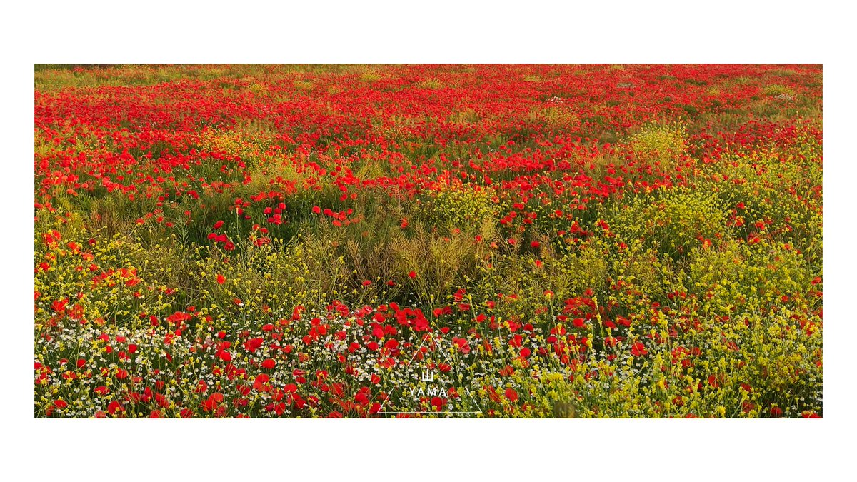 •Alta Murgia Painted Garden 

#Murgia #Painted #Garden #Trullo #Apulia #Puglia #Flowers #Poppies #Red #Field #Abstract #Colorful #Spring #Poster #parconazionaledellaltamurgia #ParcoAltaMurgia #Landscape #Nature #Italy #MurgiaAdventures #Photography #Yama山 #山