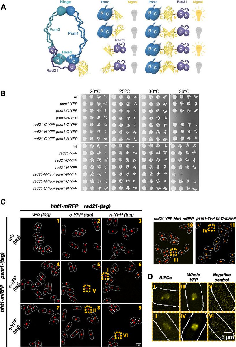 LifeScienceAlliance (@lsajournal) on Twitter photo A novel strategy developed in fission yeast to visualise only-assembled cohesin complex loading/unloading cycles in eukaryotic chromosomes in living cells. <a href="/CABD_UPO_CSIC/">Centro Andaluz de Biología del Desarrollo</a> <a href="/Emiliogm98/">Emilio Gonzalez</a>
life-science-alliance.org/content/6/7/e2… A novel strategy developed in fission yeast to visualise only-assembled cohesin complex loading/unloading cycles in eukaryotic chromosomes in living cells. <a href="/CABD_UPO_CSIC/">Centro Andaluz de Biología del Desarrollo</a> <a href="/Emiliogm98/">Emilio Gonzalez</a>
life-science-alliance.org/content/6/7/e2…