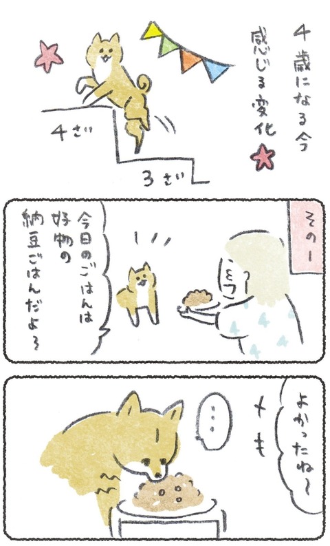 犬が4歳になった時に感じた変化 ●つづき→ #豆しばこつぶ