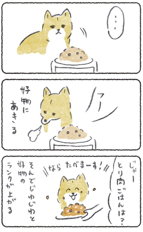 犬が4歳になった時に感じた変化 ●つづき→ #豆しばこつぶ