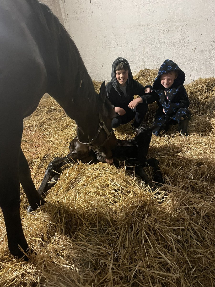 Both boys have waited patiently (not really) for their Affinisea filly from our kayf Tara mare! @Whytemount_Stud #hobbybreeders #nationalhuntracing #irishracing #HorseRacing