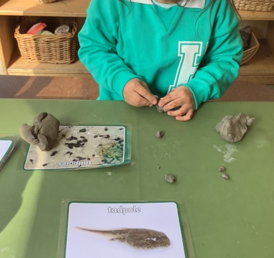We have had some tadpoles visit our Nursery! Did you know that it takes about 12 weeks for a tadpole to become a froglet, growing legs and arms? We have been making our own representations of tadpoles using our ever-developing clay skills. #EYFS #NaturalThinkers