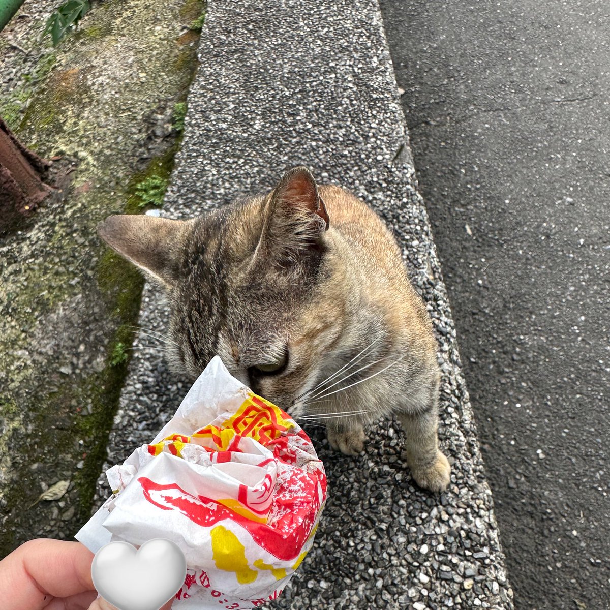 고양이애호가가 아닐수도
고양이애호가가 맞을수도
있습니다