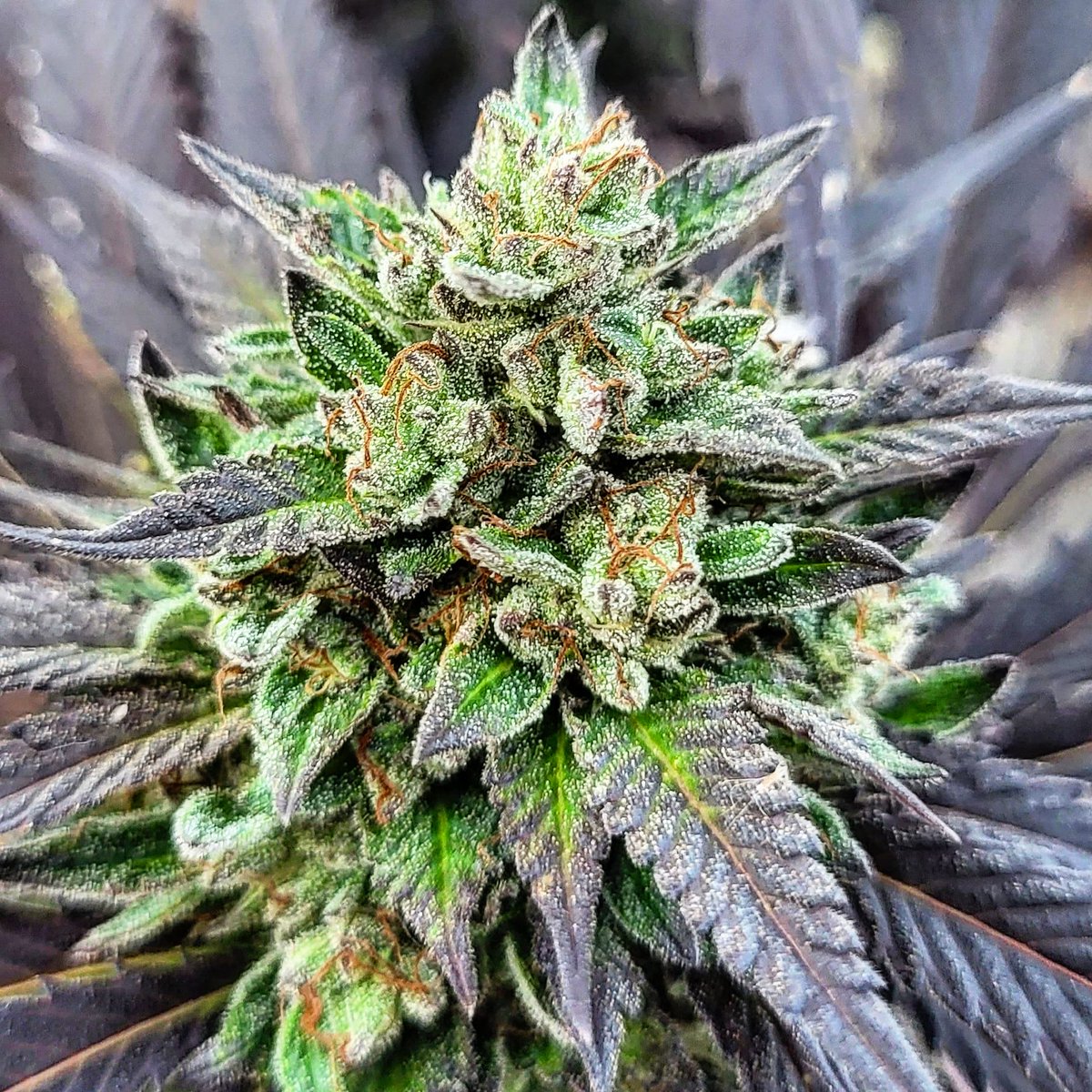 SuzySeeds's tweet photo. Finally we are delighted to share it with all: more payment options available plus big sale still available for outdoor strains with up to 35% discount
#feminizedseeds #allstartedfromtheseed #autoflowerseeds #onelove #SuzySeeds
https://t.co/P1TT3s9YeO https://t.co/7tBYBdoGVG