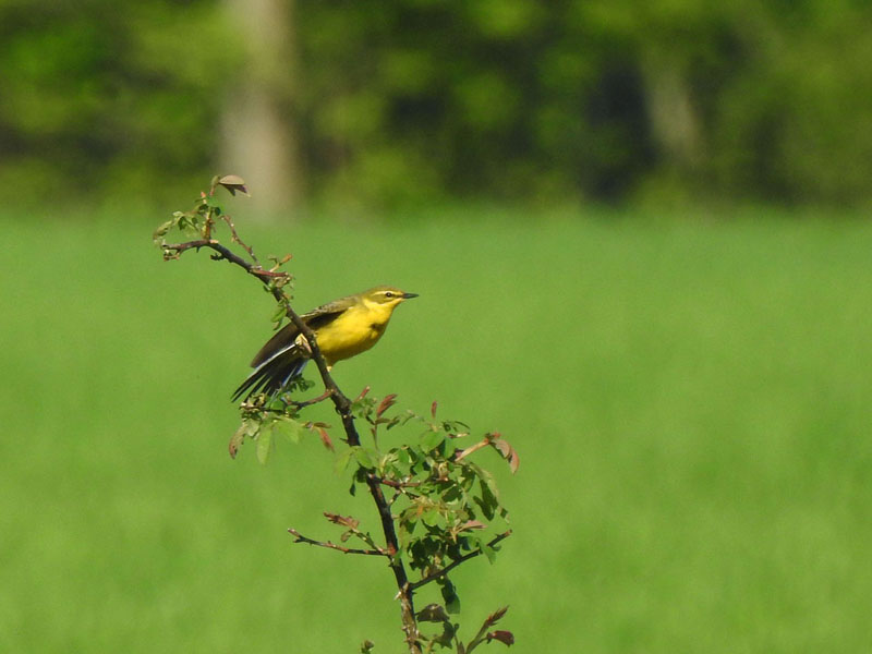 marksloendregt's tweet photo. In het kader van de #Vogelweek hebben we (VWG de Kempen) een publieksexcursie geven naar het Achtereinds Laag.
In totaal hebben we 63 soorten vogels waargenomen waaronder typische bosvogels, steltlopers en zwaluwen. De deelnemers waren net als wij erg enthousiast! @vogelnieuws https://t.co/lXIrM61aZx