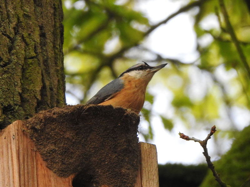 marksloendregt's tweet photo. In het kader van de #Vogelweek hebben we (VWG de Kempen) een publieksexcursie geven naar het Achtereinds Laag.
In totaal hebben we 63 soorten vogels waargenomen waaronder typische bosvogels, steltlopers en zwaluwen. De deelnemers waren net als wij erg enthousiast! @vogelnieuws https://t.co/lXIrM61aZx