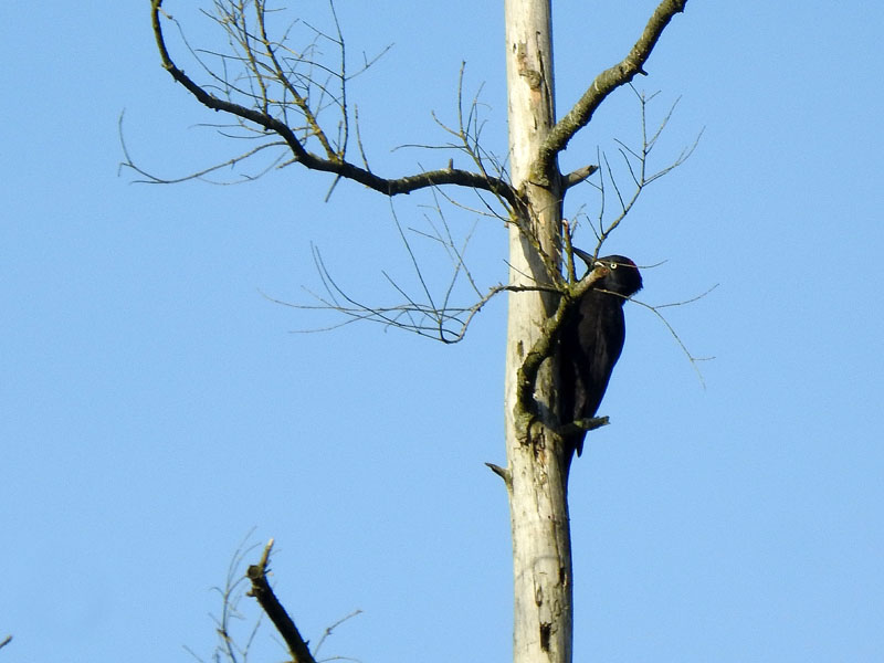 In het kader van de #Vogelweek hebben we (VWG de Kempen) een publieksexcursie geven naar het Achtereinds Laag.
In totaal hebben we 63 soorten vogels waargenomen waaronder typische bosvogels, steltlopers en zwaluwen. De deelnemers waren net als wij erg enthousiast! @vogelnieuws