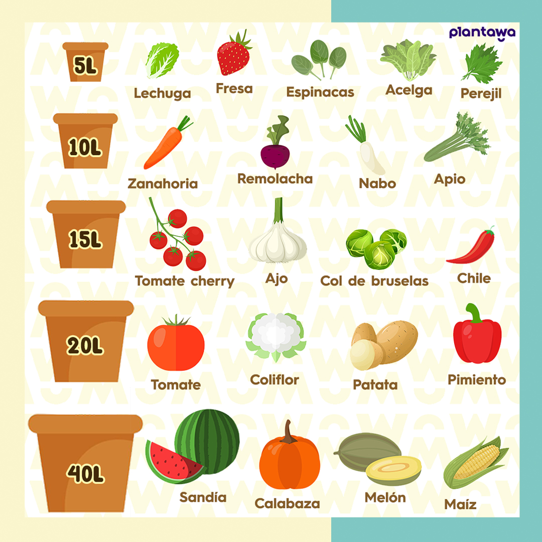 Tamaño adecuado de las macetas según su cultivo.🪴

#plantawa #maceta #cultivo #huertourbano #huertoencasa #macetas