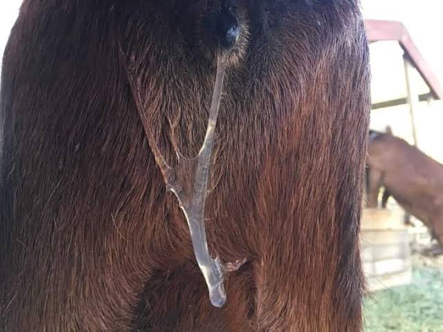 To Recognize Goat Heat:

- The doe gets talkative.
- The doe wags her tail.
- The doe's personality changes.
- Her tail gets sticky.
- Milk volume changes.
- Your does act bucky.
- The doe urinates often.
- The buck acts goofy.
- The doe stands for mating.
- The buck rag trick.