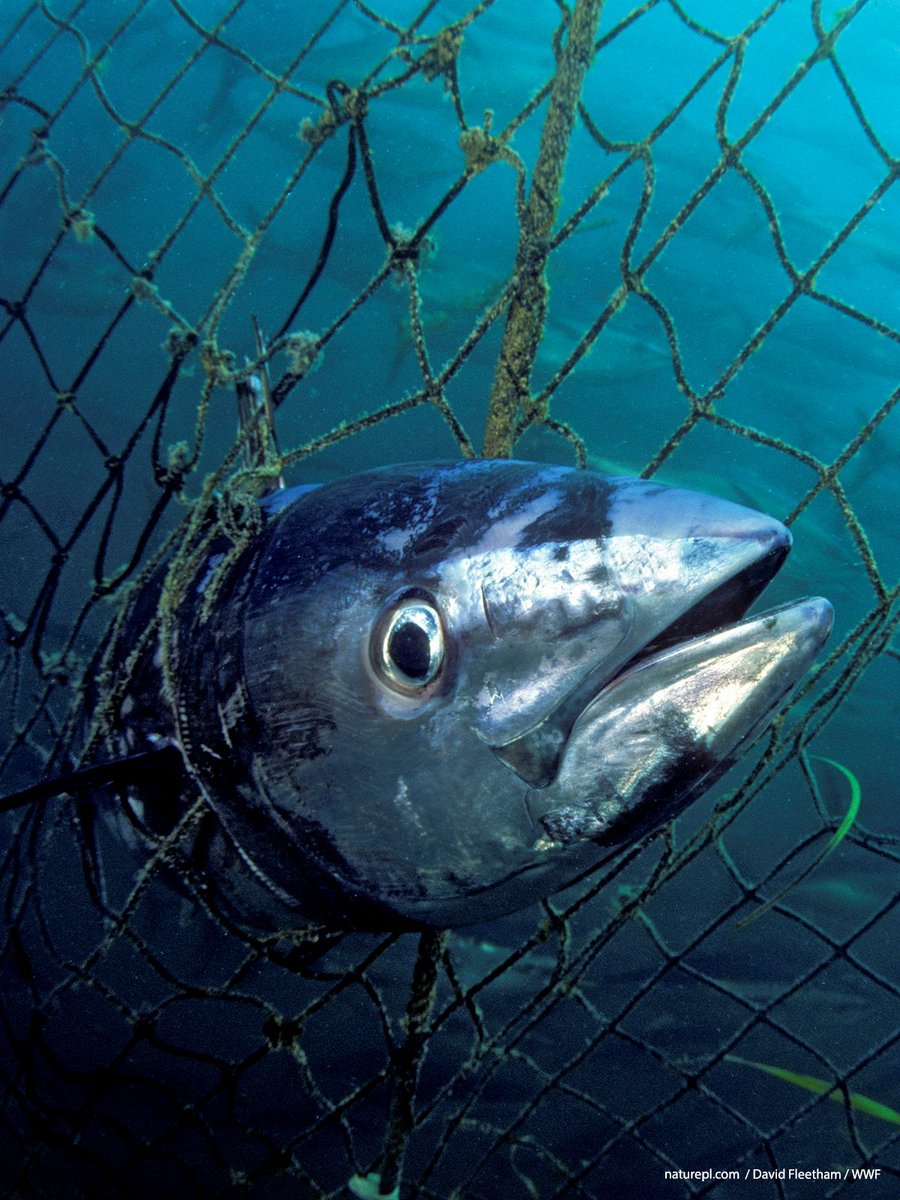 WWF Deutschland (@wwf_deutschland) on Twitter photo Ein Drittel aller Fischbestände in Europas Meeren ist überfischt. Dies führt zu zerrütteten Ökosystemen und im schlimmsten Fall zu verschwindenden Fischbeständen.
Minister <a href="/cem_oezdemir/">Cem Özdemir</a> hat jetzt die einmalige Chance, dagegen vorzugehen. #Überfischung Ein Drittel aller Fischbestände in Europas Meeren ist überfischt. Dies führt zu zerrütteten Ökosystemen und im schlimmsten Fall zu verschwindenden Fischbeständen.
Minister <a href="/cem_oezdemir/">Cem Özdemir</a> hat jetzt die einmalige Chance, dagegen vorzugehen. #Überfischung