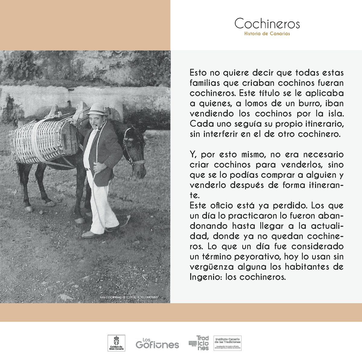 insctradiciones's tweet photo. ¿Quiénes eran los cochineros y por qué se les llama así a los habitantes del municipio de Ingenio?
#ictradiciones #cochineros #oficiostradicionales #oficiosperdidos #cochinoscanarios #razas #ingenio #icodelalto #islascanarias #tradición #gentilicio @LosGofiones @GranCanariaCab https://t.co/RsGW3tJ92d