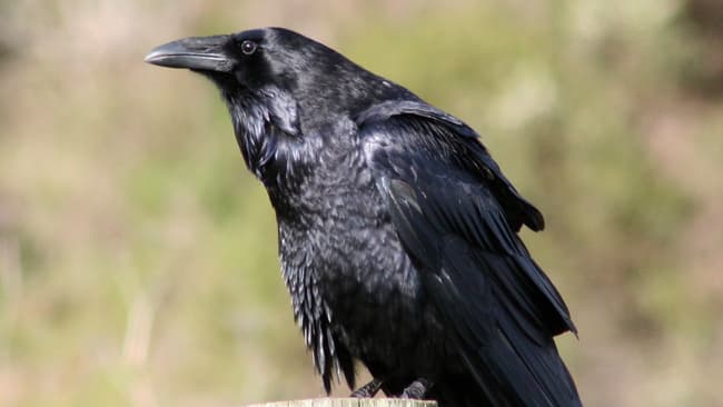 BFMTV's tweet photo. Haute-Savoie: des dizaines de corbeaux attaquent les passants d'un quartier d'Annecy
https://t.co/ODOUQQ3hxE https://t.co/PcEF3d5H9K