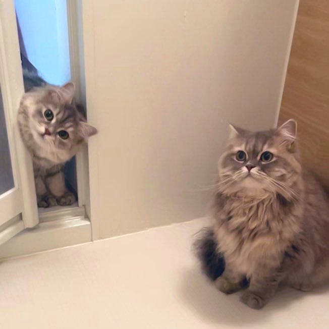 mariemugi2's tweet photo. #猫のいる生活 https://t.co/lQpZdWKFpy