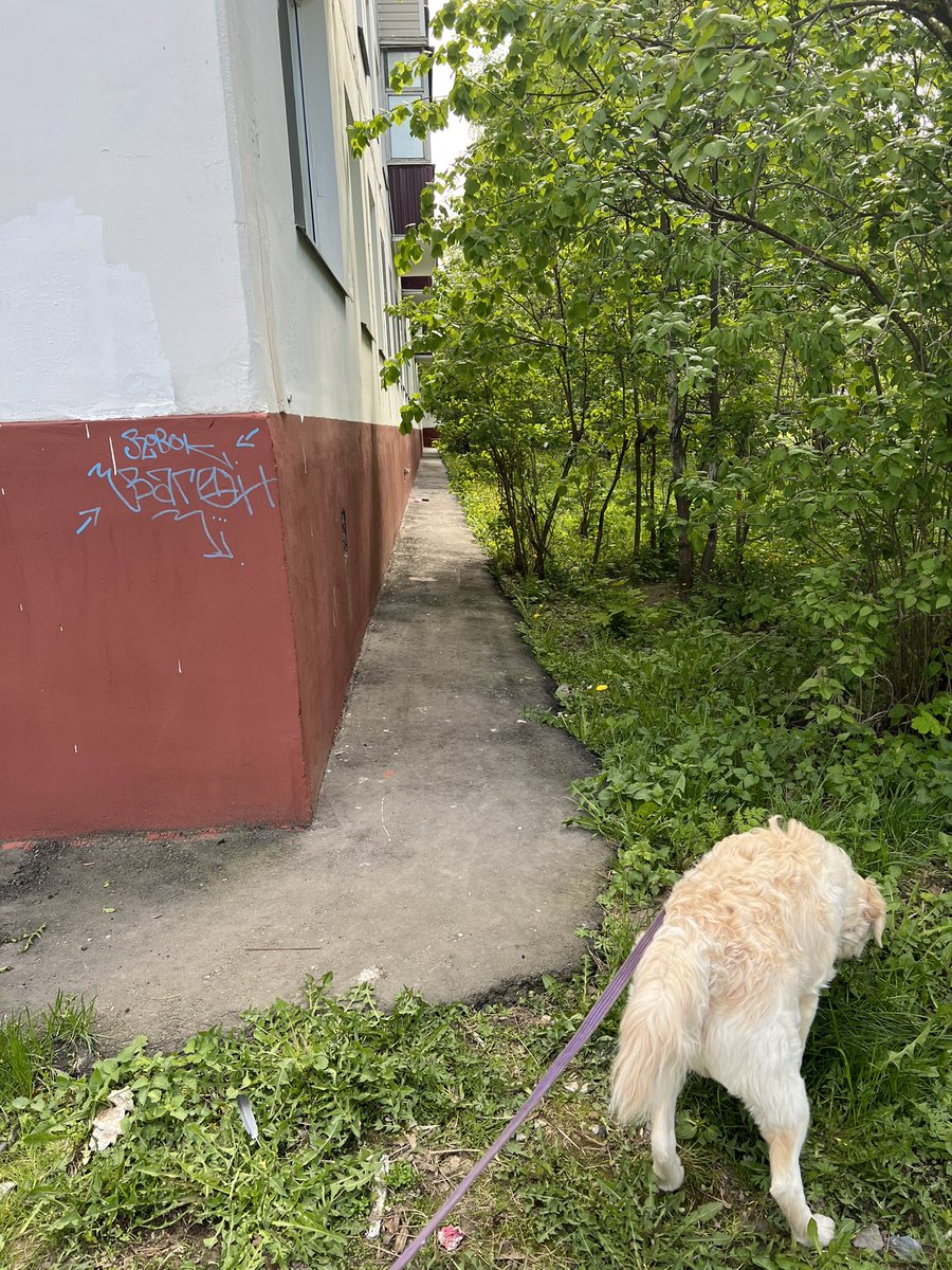 Натальеерис Которожденная из дома Котгариенов on Twitter: \"Найди кота ...