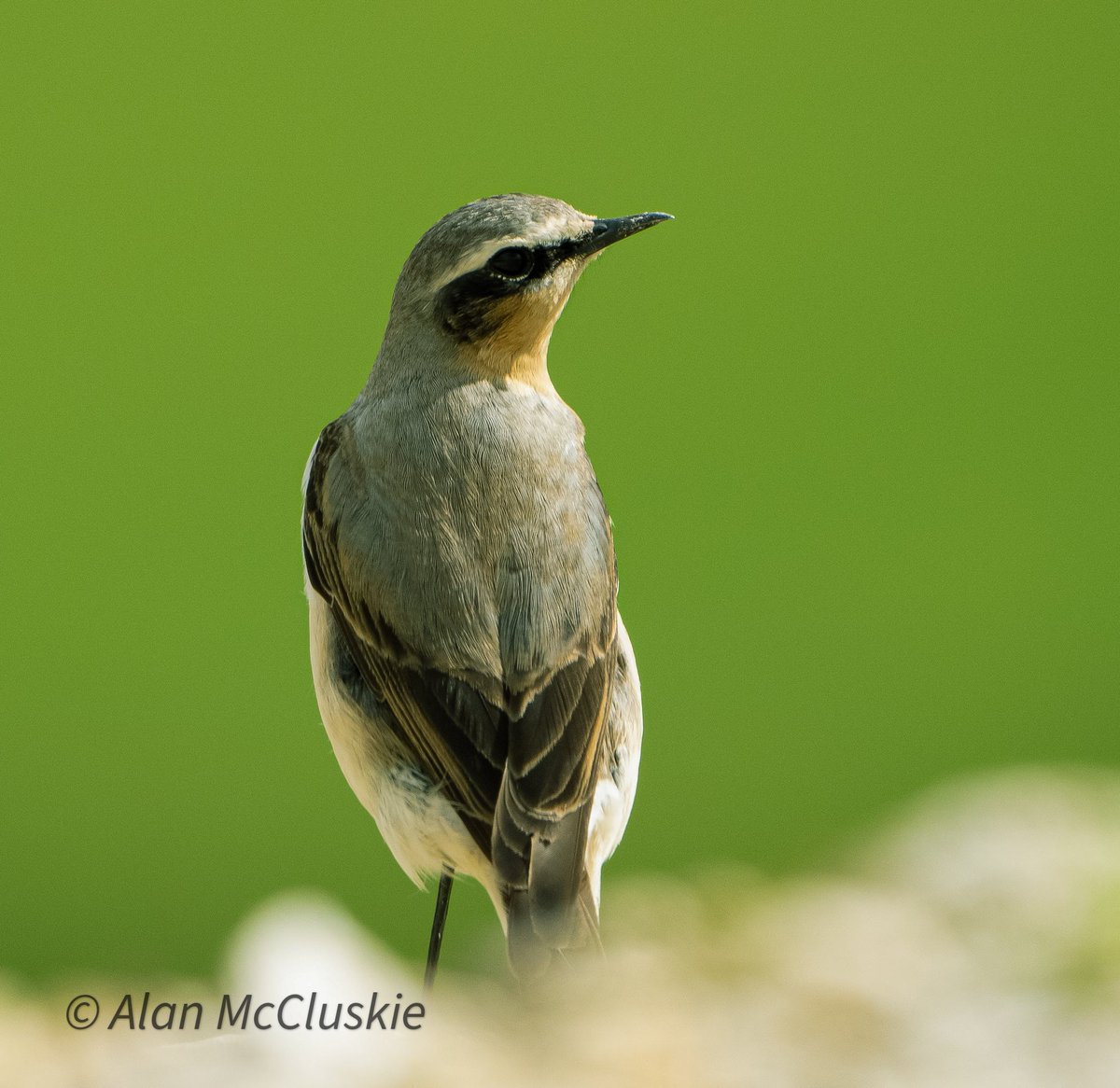 Northern #Wheatear on the Ridgeway nr Swindon. @SwindonWS #wiltsbirds #birdphotography #ThePhotoHour #birdwatching #SonyAlpha @SonyAlphaShots #SonyA1