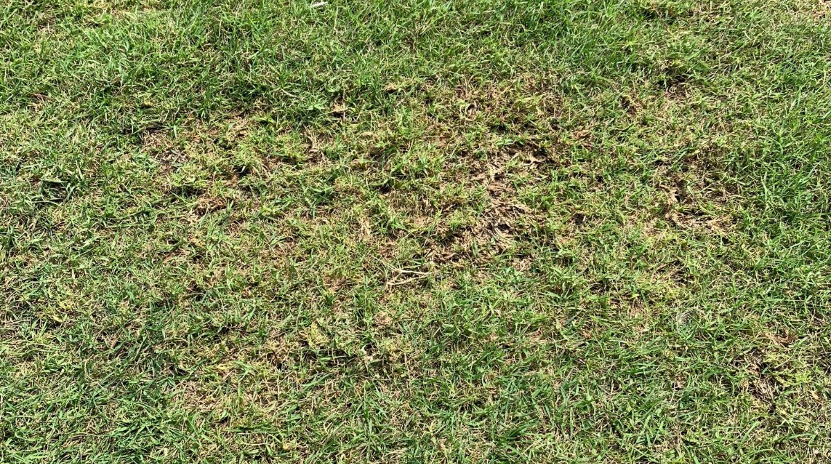 HarrellsLLC's tweet photo. Grass mites like the bermudagrass mite can be difficult to diagnose. Read on as we talk treatment strategies. https://t.co/1mnYfDoimn
#golfcourse #mites #golf #harrells #growingabetterworld #turflife #turfmanager #turfpests #gcsaa #gcsi #bermudagrass #golfcourseagronomy https://t.co/YgdOX8aVYO