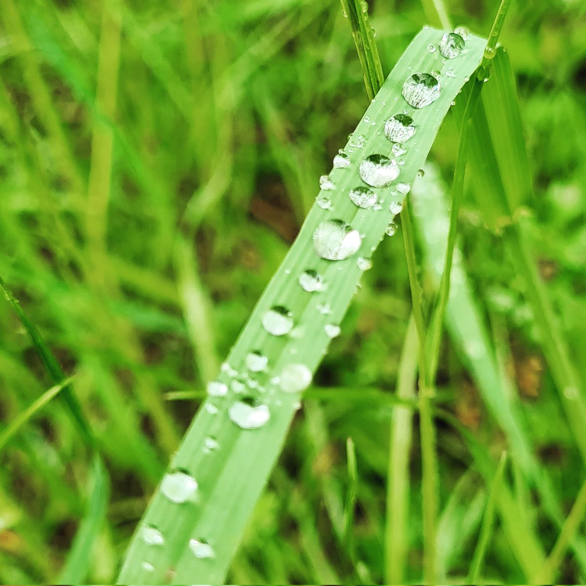 florianleroy's tweet photo. Journée pluvieuse, triste, mais pas pour la photographie.
#Samsung #samsungnote20 #note20 #photo #Photographie #photography #NaturePhotography #nature #naturalphotography #green https://t.co/XfOVcfSpwR