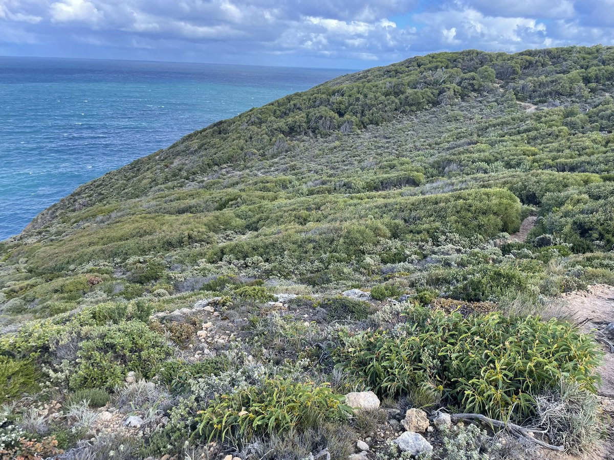 Another inspirational trip to Currency Creek Arboretum (and surrounds) sampling for <a href="/CoEPlantSuccess/">ARC Centre of Excellence for Plant Success</a> projects. Thanks @DeanNicolle1 for hosting us!