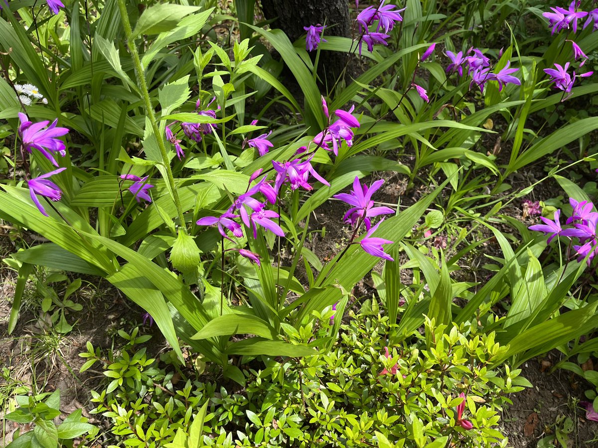 庭に咲いている紫色の紫蘭(シラン)の花。Purple flowers of urn orchid (Bletilla striata). They are blooming in my garden. #紫蘭 #シラン #花 #花が好き #春 #5月 #flower #Blume #fleur #flore #spring #May #flowerlover #Frühling #Mai #初夏の花 #初夏 #紫色の花 #Blumenliebe #春の花